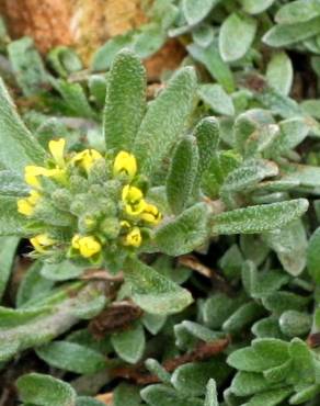 Fotografia 10 da espécie Alyssum granatense no Jardim Botânico UTAD