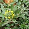 Fotografia 10 da espécie Alyssum granatense do Jardim Botânico UTAD