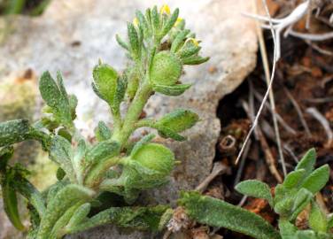 Fotografia da espécie Alyssum granatense