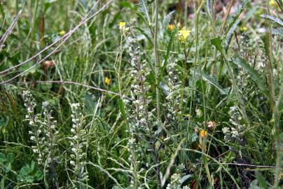 Fotografia da espécie Alyssum granatense