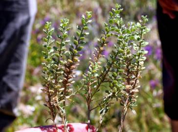 Fotografia da espécie Alyssum granatense