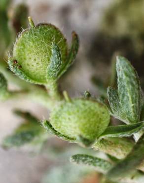 Fotografia 16 da espécie Alyssum granatense no Jardim Botânico UTAD