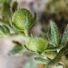 Fotografia 16 da espécie Alyssum granatense do Jardim Botânico UTAD