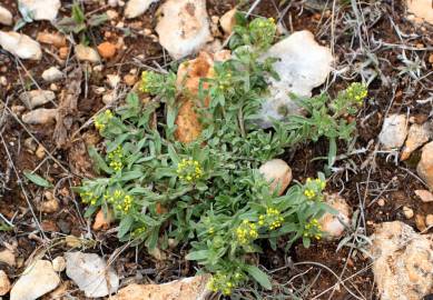 Fotografia da espécie Alyssum granatense