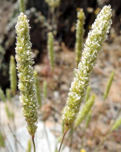 Fotografia de capa Koeleria crassipes - do Jardim Botânico