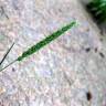 Fotografia 5 da espécie Koeleria crassipes do Jardim Botânico UTAD