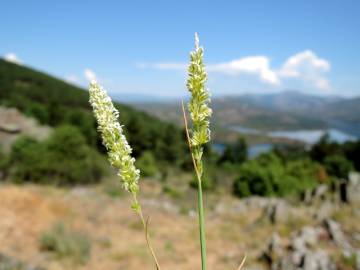 Fotografia da espécie Koeleria crassipes