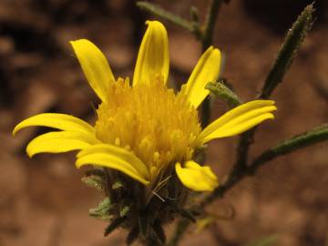 Fotografia da espécie Jasonia tuberosa