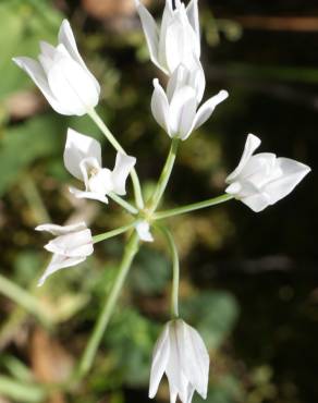 Fotografia 6 da espécie Allium massaessylum no Jardim Botânico UTAD