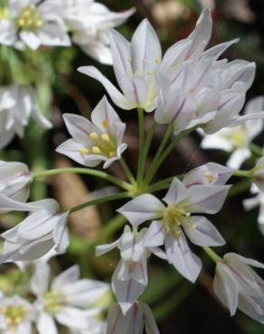 Fotografia 8 da espécie Allium massaessylum no Jardim Botânico UTAD