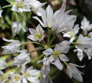 Fotografia da espécie Allium massaessylum