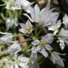 Fotografia 8 da espécie Allium massaessylum do Jardim Botânico UTAD