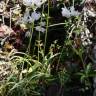 Fotografia 9 da espécie Allium massaessylum do Jardim Botânico UTAD