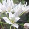 Fotografia 10 da espécie Allium massaessylum do Jardim Botânico UTAD