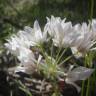 Fotografia 11 da espécie Allium massaessylum do Jardim Botânico UTAD
