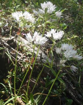 Fotografia 12 da espécie Allium massaessylum no Jardim Botânico UTAD