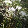 Fotografia 12 da espécie Allium massaessylum do Jardim Botânico UTAD