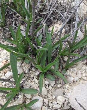 Fotografia 4 da espécie Jasonia tuberosa no Jardim Botânico UTAD