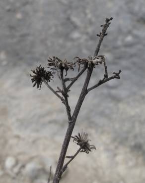 Fotografia 5 da espécie Jasonia tuberosa no Jardim Botânico UTAD