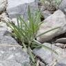 Fotografia 6 da espécie Jasonia tuberosa do Jardim Botânico UTAD