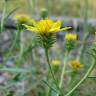 Fotografia 7 da espécie Jasonia tuberosa do Jardim Botânico UTAD