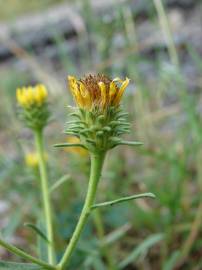 Fotografia da espécie Jasonia tuberosa