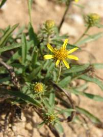 Fotografia da espécie Jasonia tuberosa