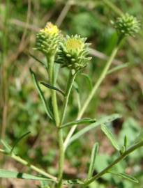 Fotografia da espécie Jasonia tuberosa