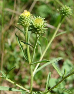 Fotografia 17 da espécie Jasonia tuberosa no Jardim Botânico UTAD