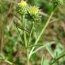 Fotografia 17 da espécie Jasonia tuberosa do Jardim Botânico UTAD