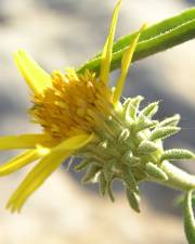 Fotografia da espécie Jasonia tuberosa