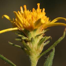 Fotografia da espécie Jasonia tuberosa