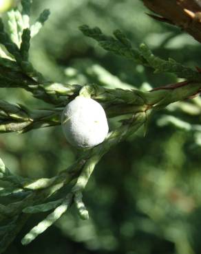 Fotografia 7 da espécie Juniperus horizontalis no Jardim Botânico UTAD