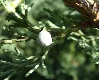 Fotografia da espécie Juniperus horizontalis