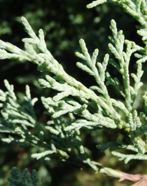 Fotografia 8 da espécie Juniperus horizontalis no Jardim Botânico UTAD