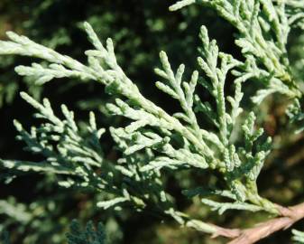 Fotografia da espécie Juniperus horizontalis