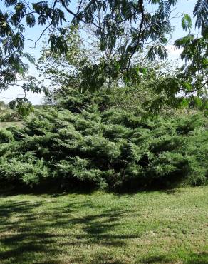 Fotografia 9 da espécie Juniperus horizontalis no Jardim Botânico UTAD
