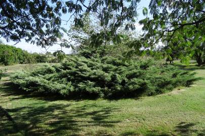 Fotografia da espécie Juniperus horizontalis