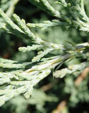 Fotografia 10 da espécie Juniperus horizontalis no Jardim Botânico UTAD