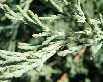 Fotografia da espécie Juniperus horizontalis