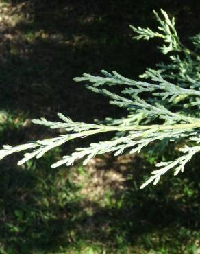 Fotografia 11 da espécie Juniperus horizontalis no Jardim Botânico UTAD