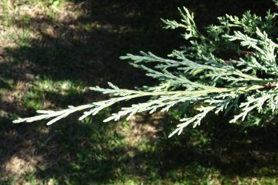 Fotografia da espécie Juniperus horizontalis