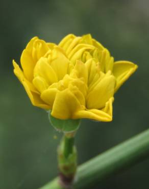 Fotografia 12 da espécie Kerria japonica no Jardim Botânico UTAD