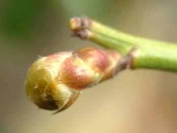 Fotografia da espécie Kerria japonica