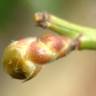Fotografia 14 da espécie Kerria japonica do Jardim Botânico UTAD