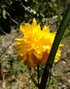 Fotografia 17 da espécie Kerria japonica no Jardim Botânico UTAD