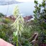 Fotografia 11 da espécie Lamarckia aurea do Jardim Botânico UTAD
