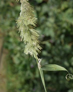 Fotografia 15 da espécie Lamarckia aurea no Jardim Botânico UTAD