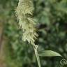 Fotografia 15 da espécie Lamarckia aurea do Jardim Botânico UTAD