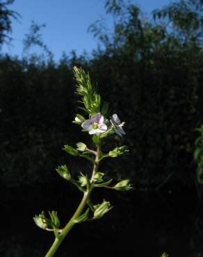 Fotografia 1 da espécie Veronica catenata subesp. aquatica no Jardim Botânico UTAD